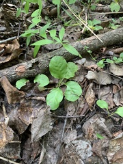 Pyrola elliptica