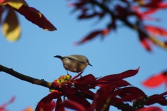 Zosterops mauritianus