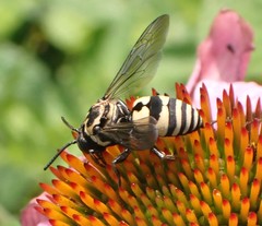 Triepeolus remigatus