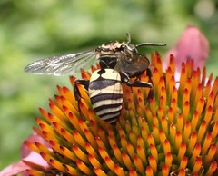 Triepeolus remigatus