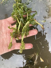Potamogeton richardsonii
