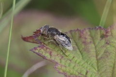Eristalinus sepulchralis