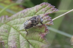 Eristalinus sepulchralis