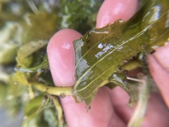 Potamogeton richardsonii