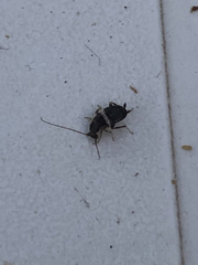 Planuncus tingitanus