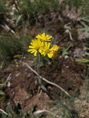 Pilosella dublitzkii