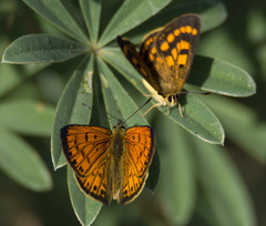 Lycaena edna