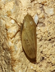 Negosiana dualis
