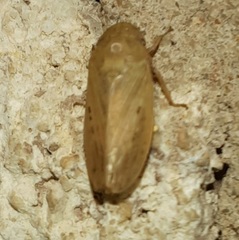 Negosiana dualis