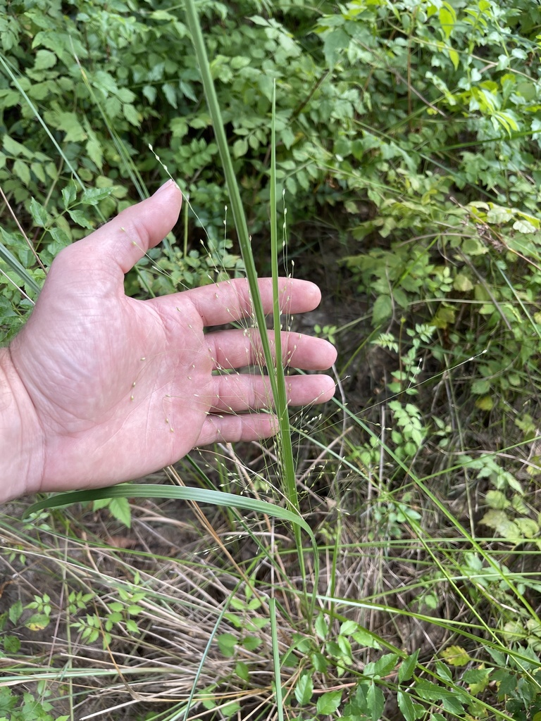 Berg's Panicgrass