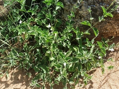 Rhinacanthus xerophilus