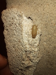 Negosiana dualis