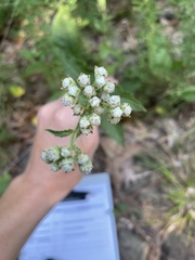 Parthenium auriculatum
