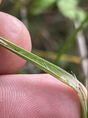 Panicum bergii