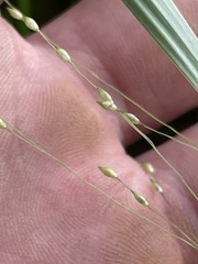 Panicum bergii