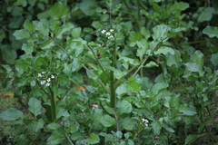 Nasturtium microphyllum