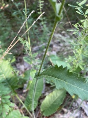 Parthenium auriculatum
