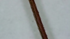 Panicum bergii
