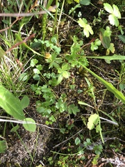 Thalictrum alpinum