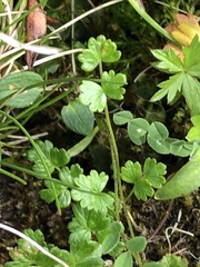 Thalictrum alpinum