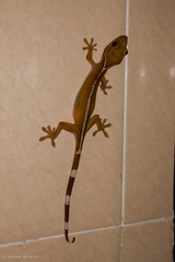 Gekko vittatus