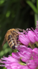 Apis mellifera