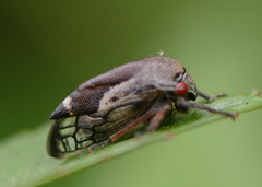 Ophiderma