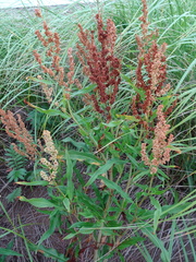 Rumex pallidus