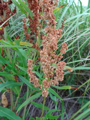 Rumex pallidus