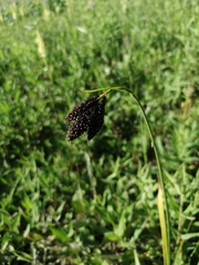 Carex aterrima