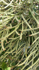 Euphorbia tirucalli