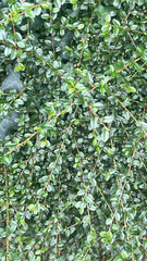 Cotoneaster × suecicus