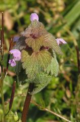 Lamium purpureum