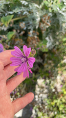 Malva sylvestris