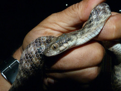 Madagascarophis colubrinus