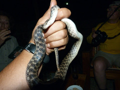 Madagascarophis colubrinus