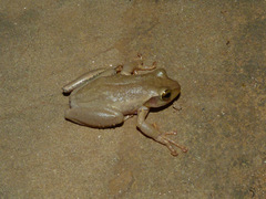 Boophis doulioti