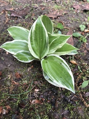 Hosta