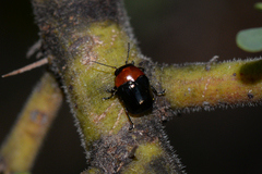 Ditropidus fugitivus