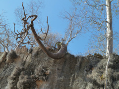 Pachypodium
