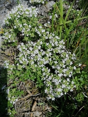 Thymus mongolicus