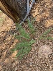 Cymopterus anisatus