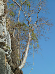 Pachypodium