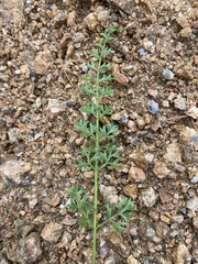 Cymopterus anisatus