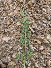 Cymopterus anisatus