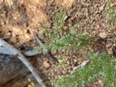 Cymopterus anisatus