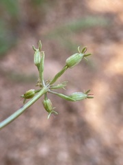Cymopterus anisatus