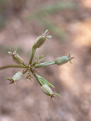 Cymopterus anisatus