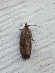 Evora hemidesma
