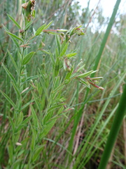 Epilobium strictum